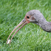 Scarlet Ibis