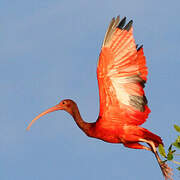 Ibis rouge