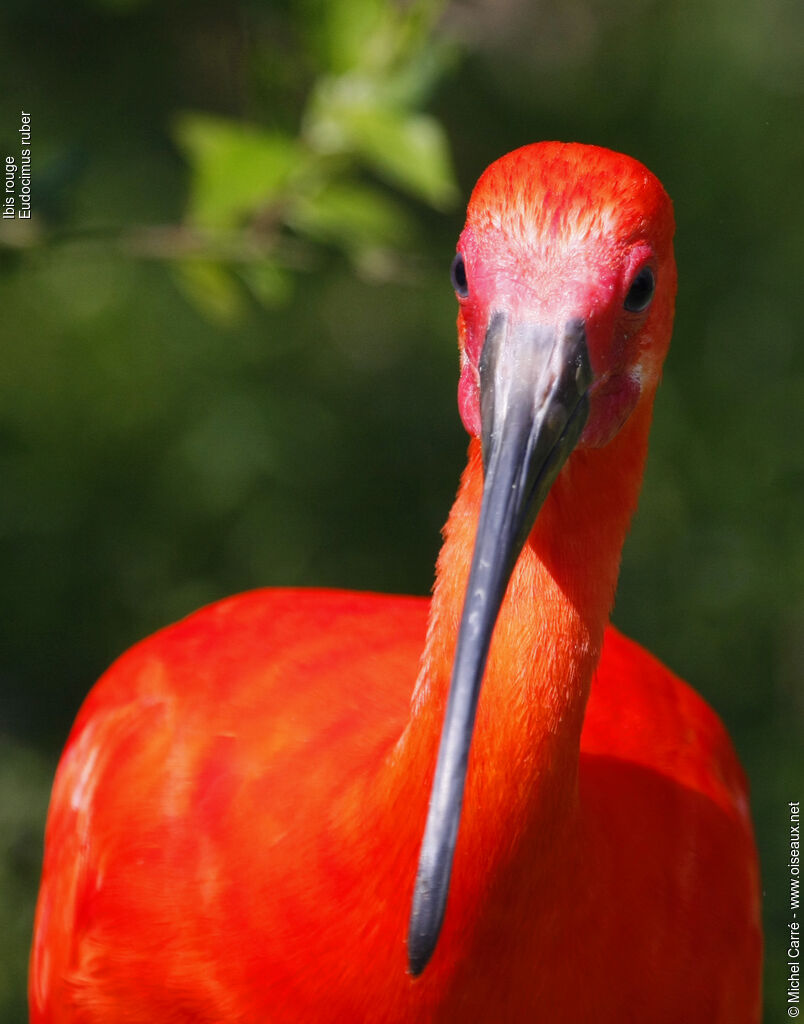 Ibis rougeadulte