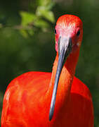 Ibis rouge