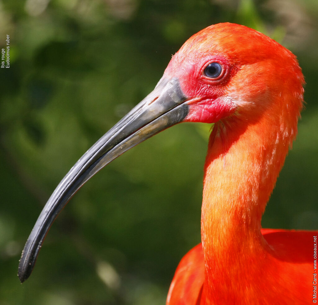 Ibis rougeadulte