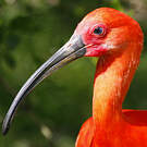 Ibis rouge