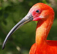 Ibis rouge