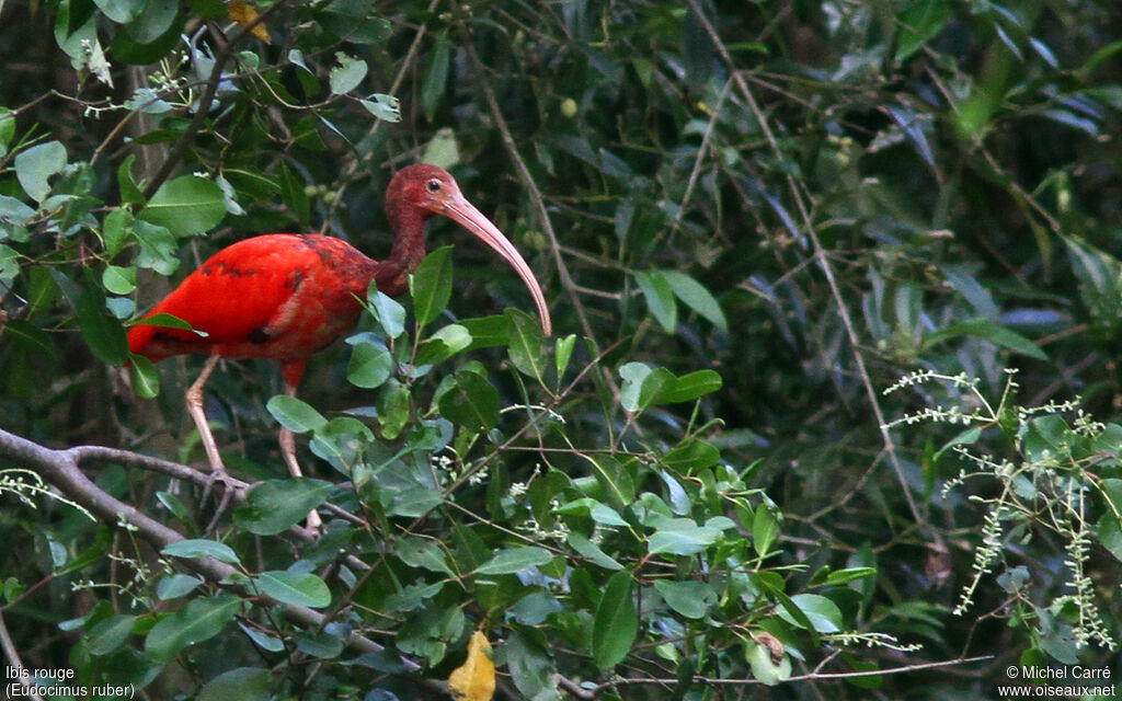 Ibis rouge