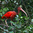 Ibis rouge