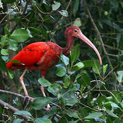 Ibis rouge