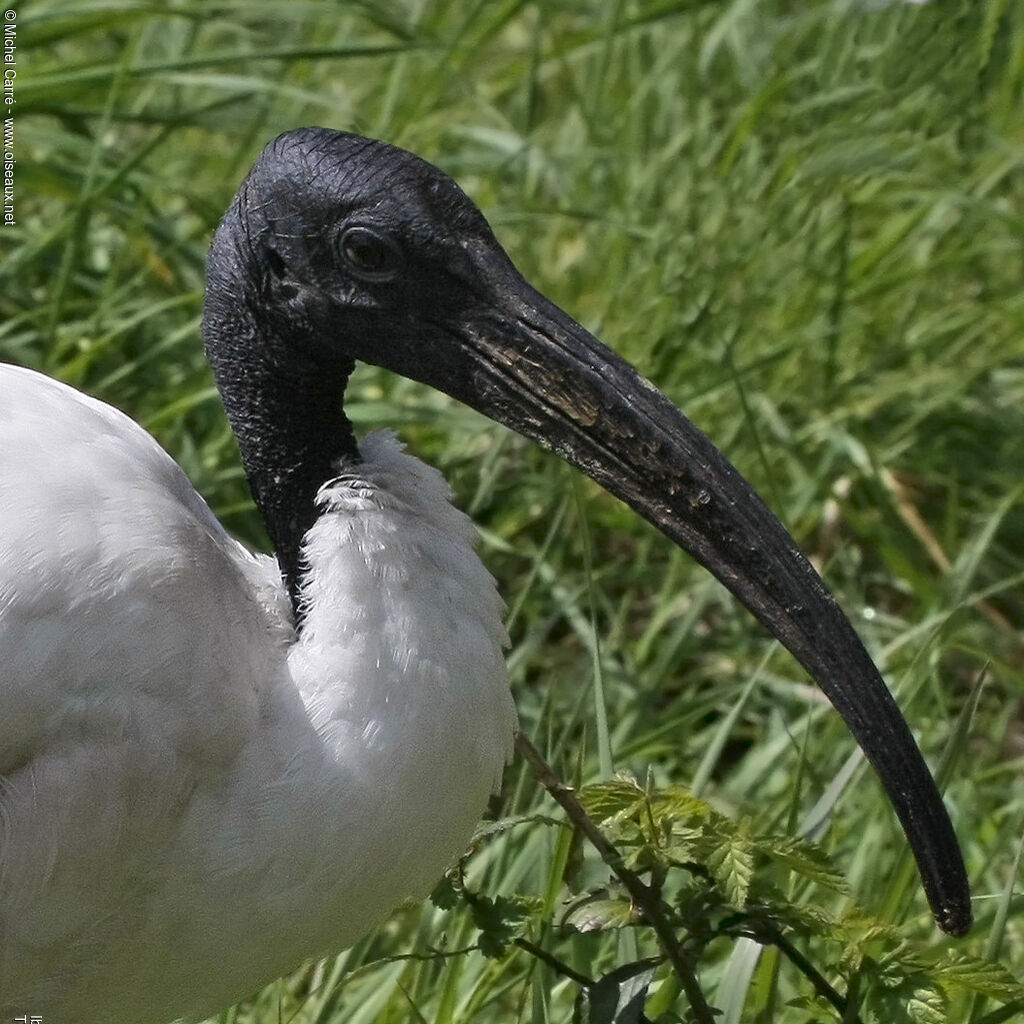 Ibis sacréadulte