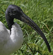 African Sacred Ibis