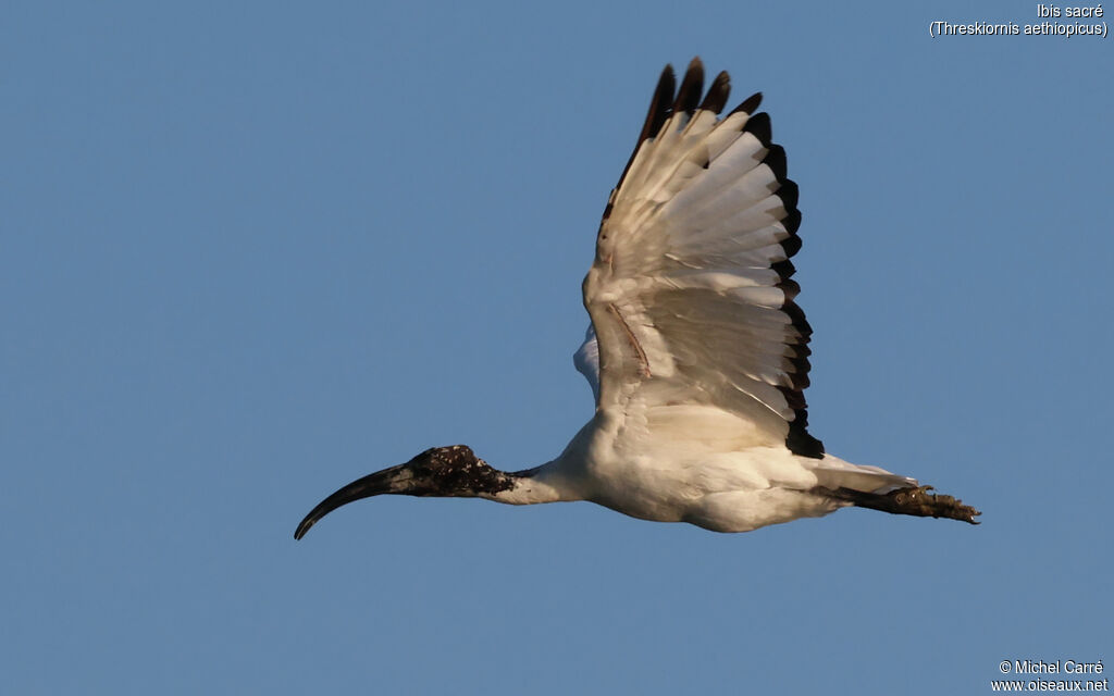 Ibis sacré