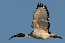 Ibis sacré