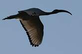 Ibis sacré