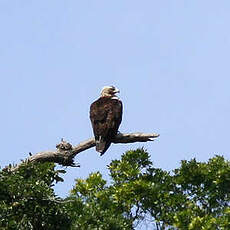 Aigle ibérique