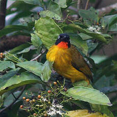 Bulbul à gorge rubis