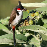 Bulbul orphée