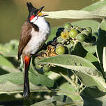 Bulbul orphée