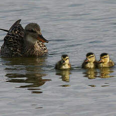 Canard chipeau