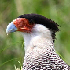 Caracara du Nord