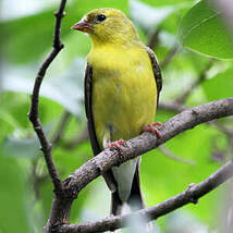 Chardonneret jaune