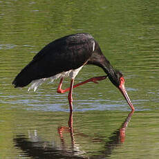 Cigogne noire