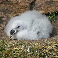 Fulmar boréal