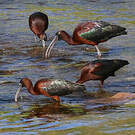 Ibis falcinelle