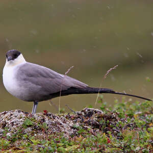 Stercorariidae aves