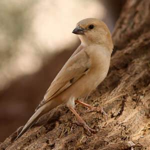 Moineau blanc