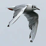 Mouette de Bonaparte