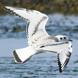 Mouette de Bonaparte