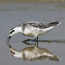 Phalarope à bec étroit