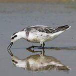 Phalarope à bec étroit