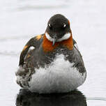 Phalarope à bec étroit