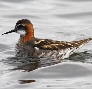 Phalarope à bec étroit