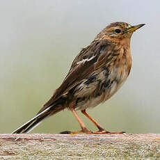 Pipit à gorge rousse