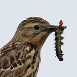 Pipit à gorge rousse