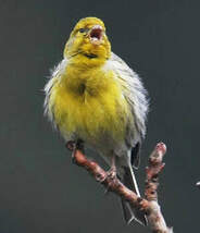 Serin des Canaries