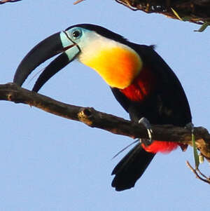 Toucan vitellin