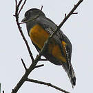 Trogon pattu
