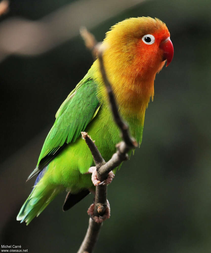 Fischer's Lovebirdadult breeding, identification