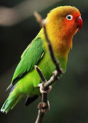 Fischer's Lovebird