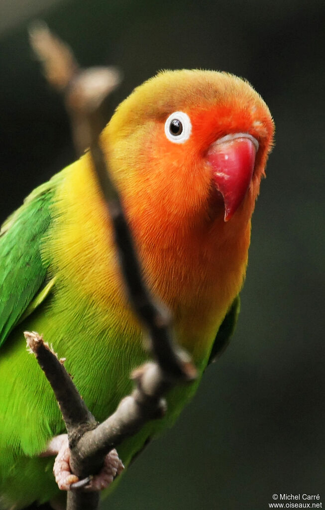 Fischer's Lovebird