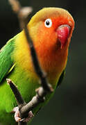 Fischer's Lovebird