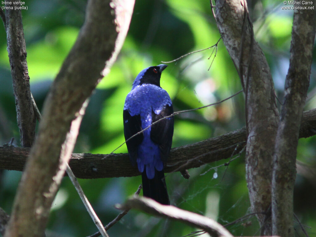 Asian Fairy-bluebird male adult