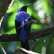 Asian Fairy-bluebird