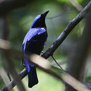 Asian Fairy-bluebird