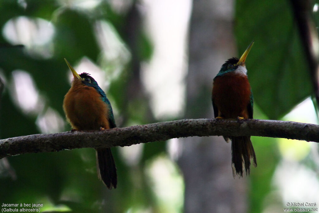 Yellow-billed Jacamar 