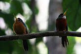 Jacamar à bec jaune