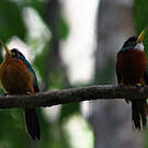 Jacamar à bec jaune