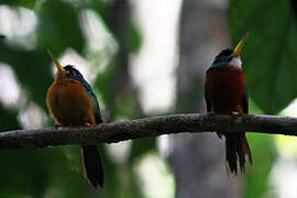 Yellow-billed Jacamar