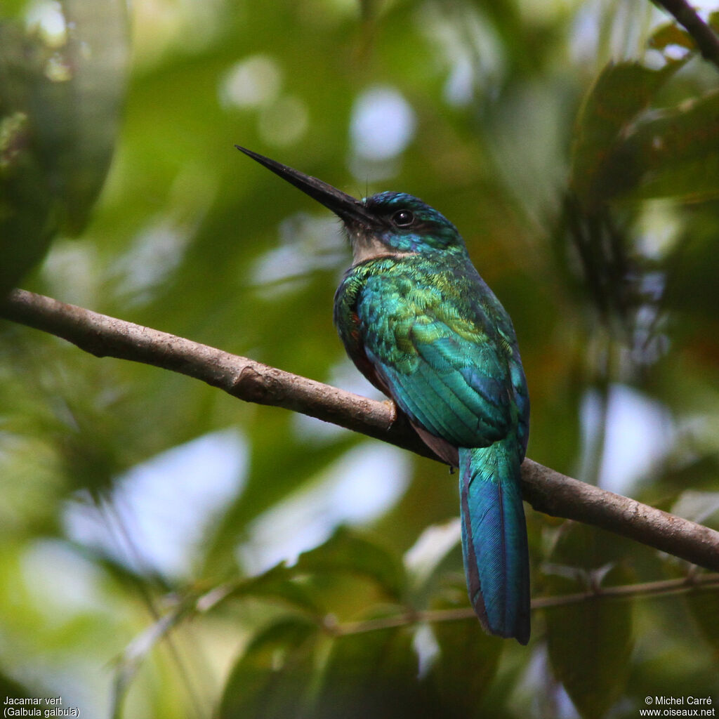 Jacamar vert